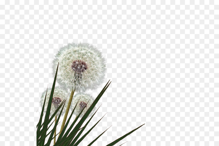 Pissenlit，Fleur PNG