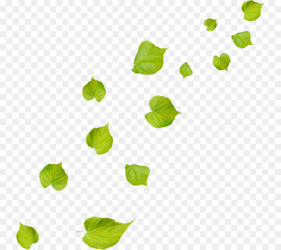 Feuilles Vertes，Feuillage PNG