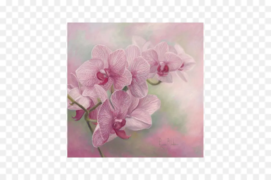 Orchidées，Rose PNG