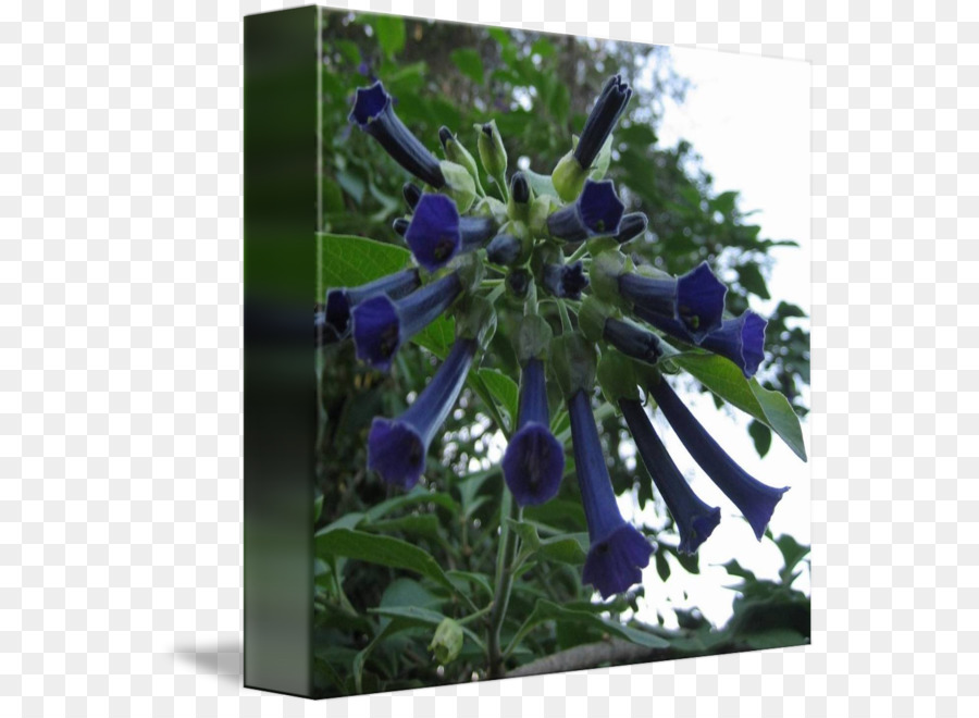 Design Floral，Bleu PNG