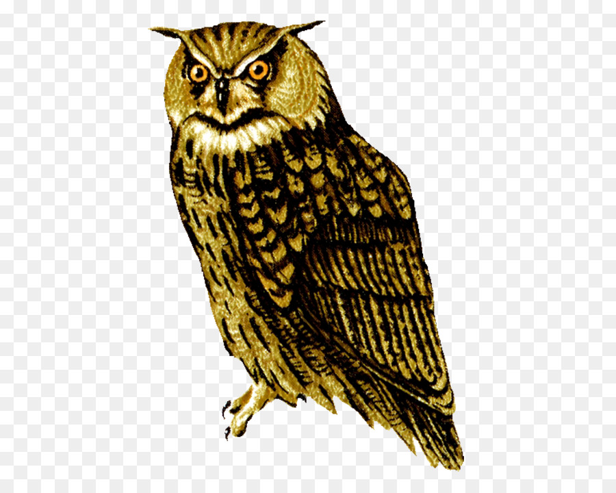 Hibou，Bifurquer PNG