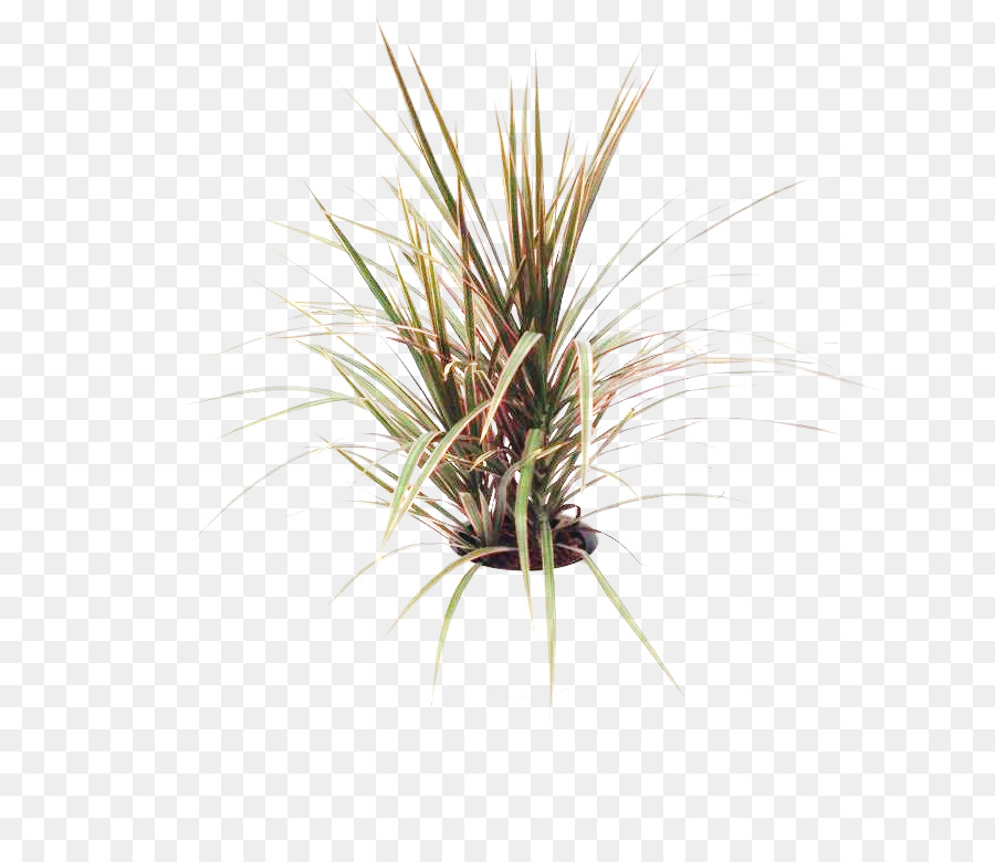 Plante En Pot，Pot PNG