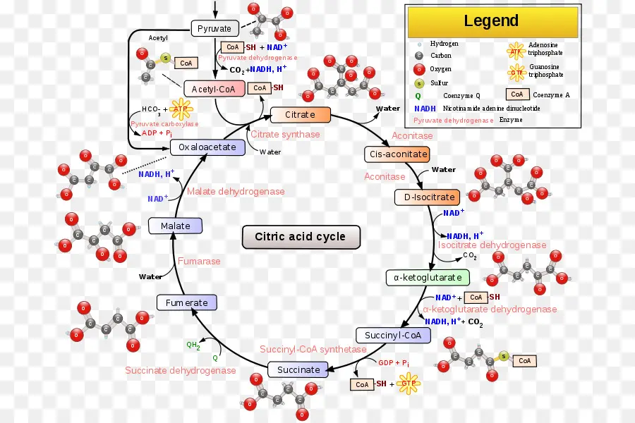 Cycle De L'acide Citrique，Biochimie PNG