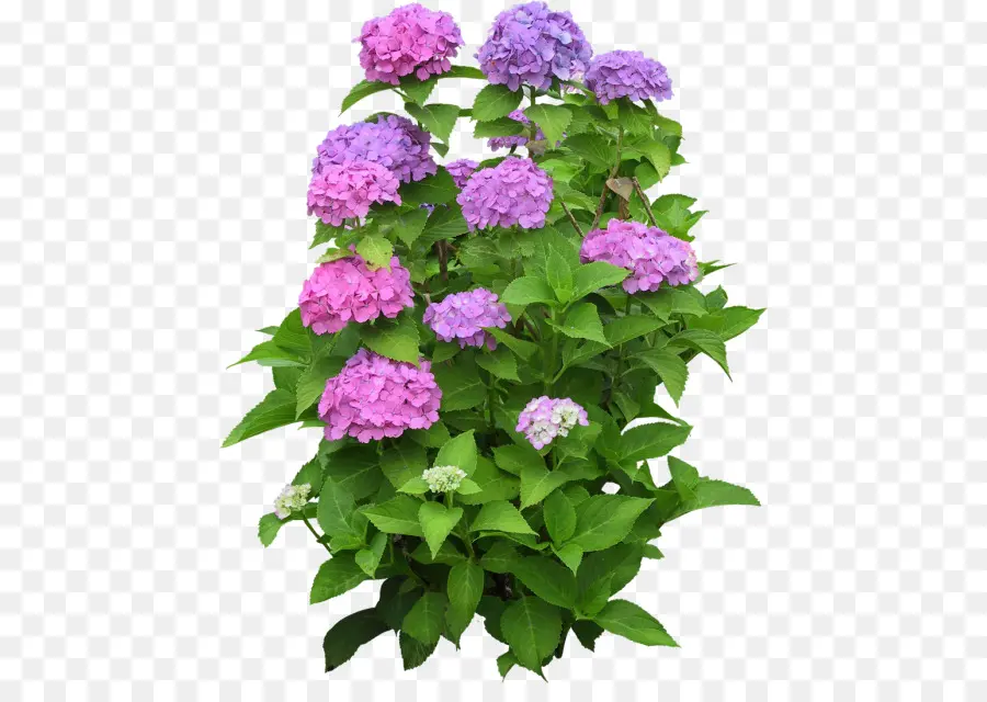 Fleurs Violettes，Hortensia PNG