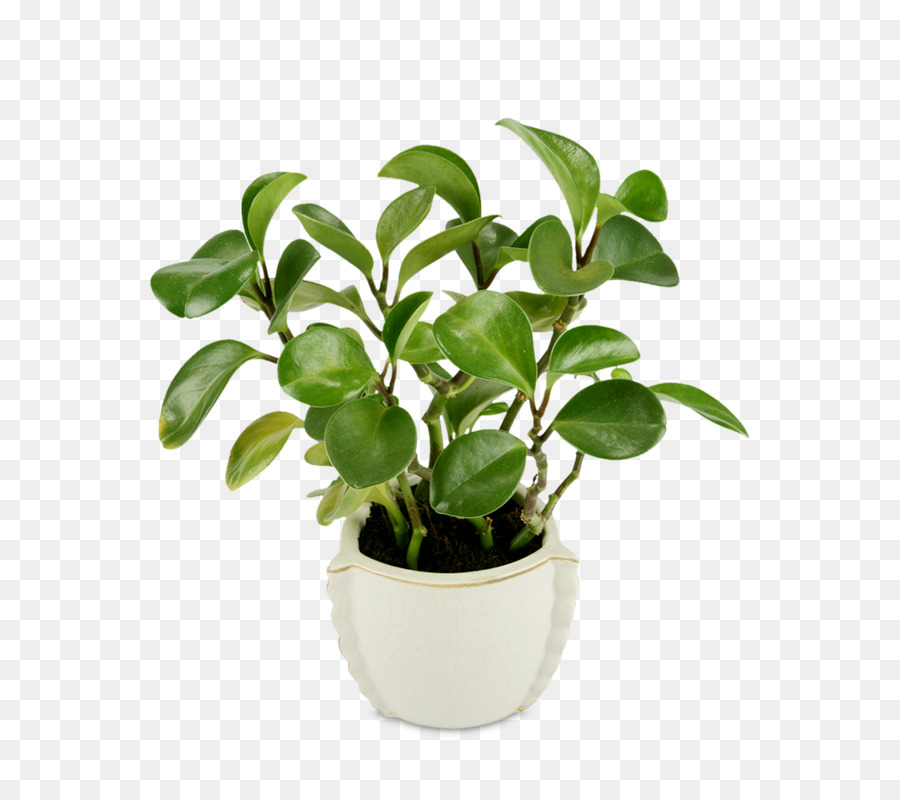 Plante En Pot，Vert PNG