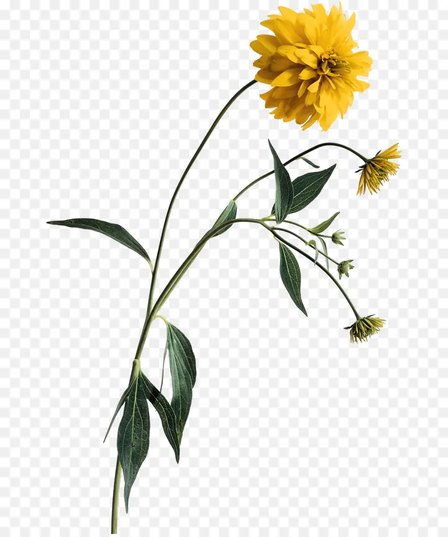 Fleurs Jaunes，Marguerites PNG