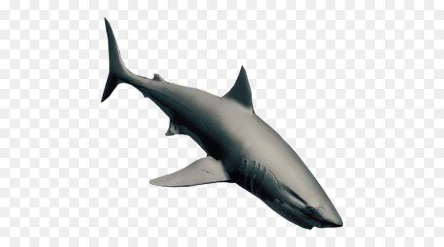 Grand Requin Blanc，Tucuxi PNG