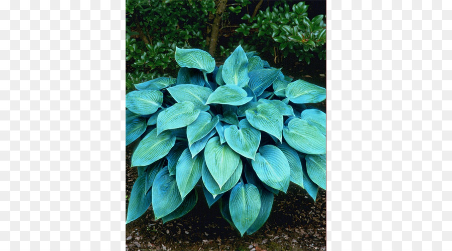 Plante Bleue，Feuilles PNG