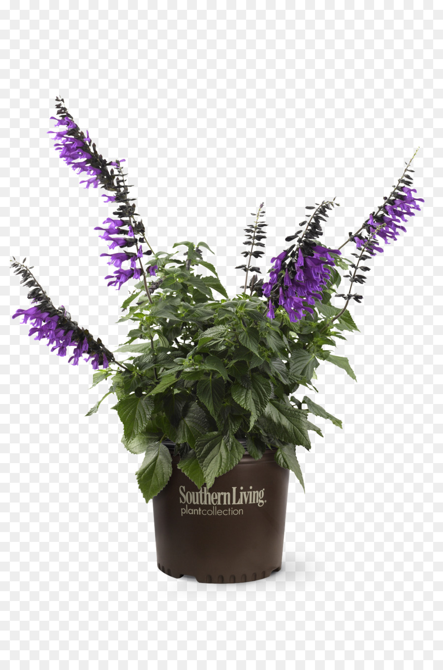 Plante à Fleurs Violettes，Fleur PNG