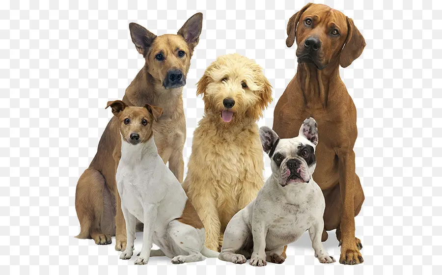 Chiens，Animaux De Compagnie PNG