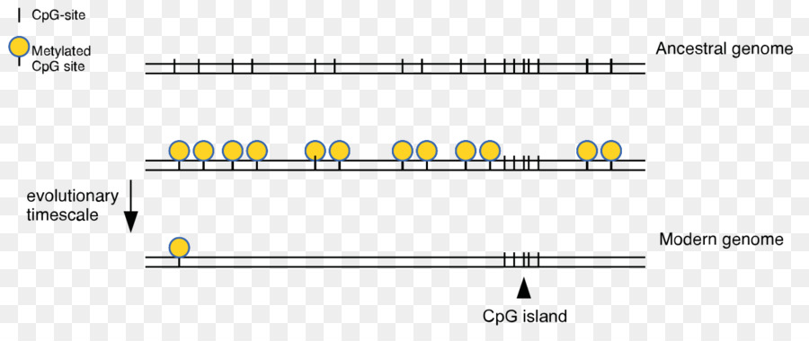 Diagramme Du Génome，Sites Cpg PNG