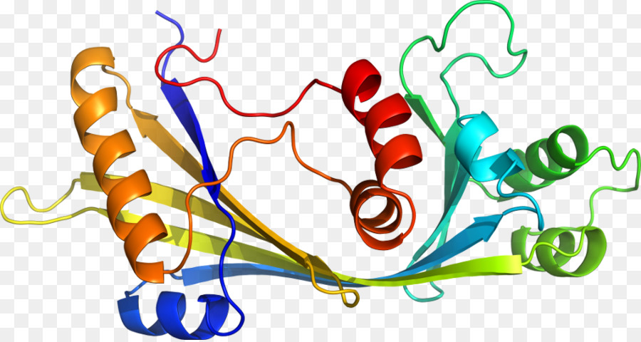 Structure Des Protéines，Molécule PNG