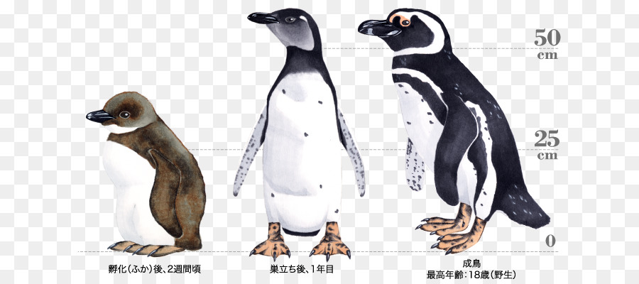 King Pingouin，Pingouin PNG