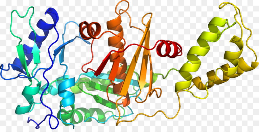 Structure Des Protéines，Molécule PNG