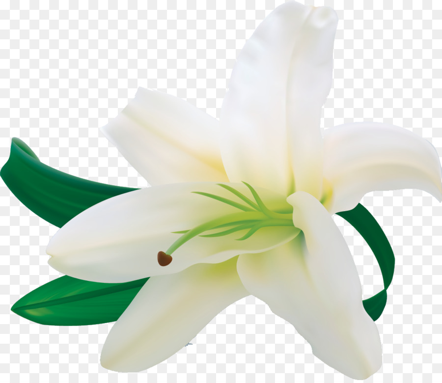 Lys Blancs，Feuilles PNG