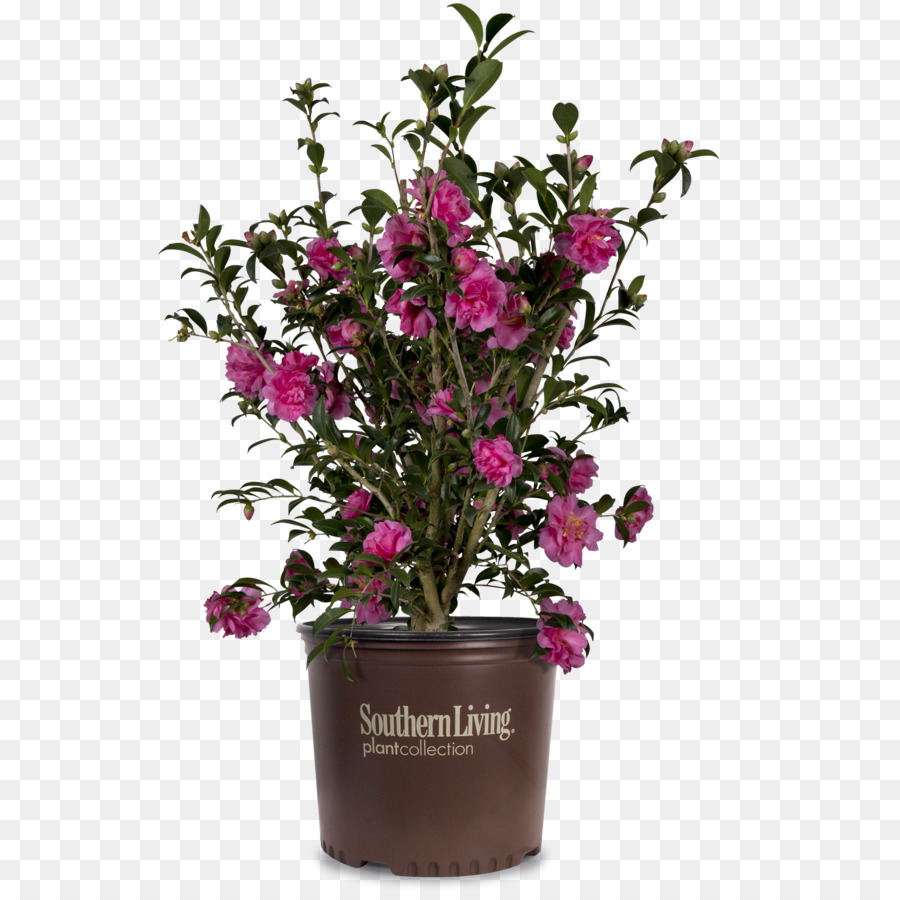 Les Fleurs Coupées，Fuchsia PNG