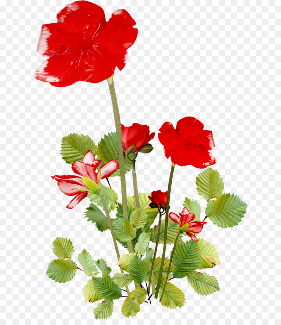 Fleur Rouge，Fleur PNG