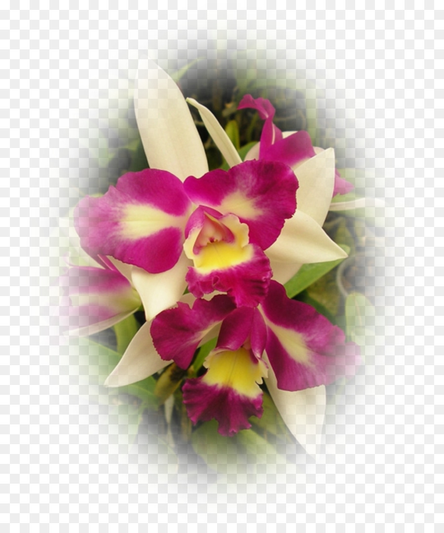 Les Fleurs Coupees Teigne Des Orchidees Fleur Png Les Fleurs Coupees Teigne Des Orchidees Fleur Transparentes Png Gratuit