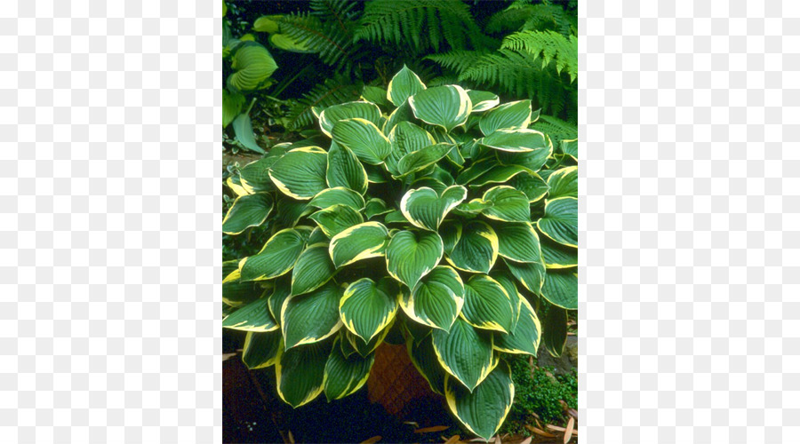 Plante Vivace，Feuille PNG