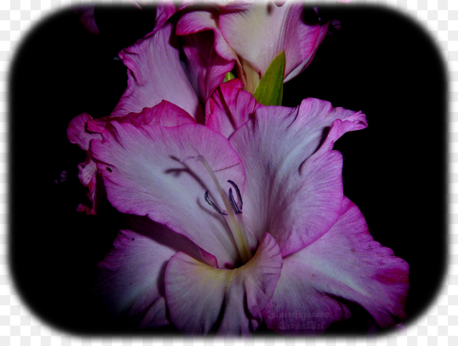 Gladiolus，Pétale PNG