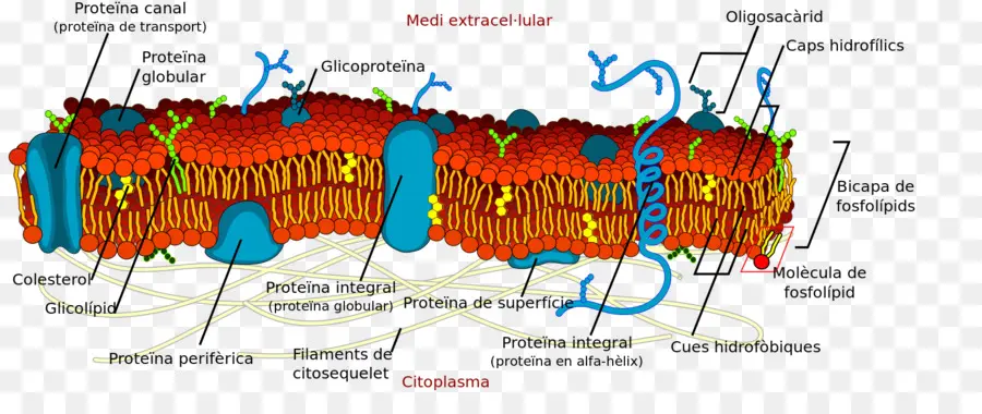 Membrane Cellulaire，Protéines PNG