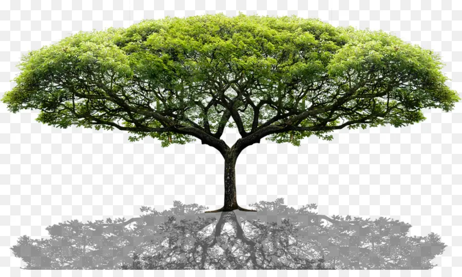 Arbre Vert，Nature PNG