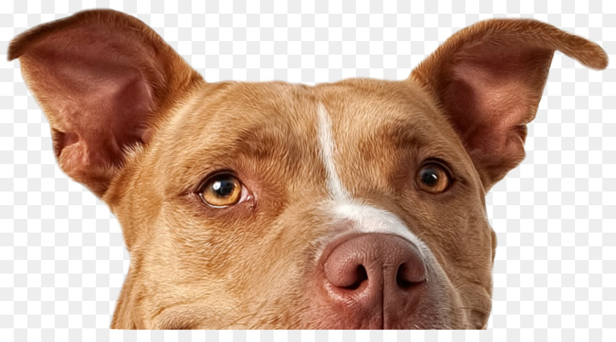 Pit Bull，American Pit Bull Terrier PNG