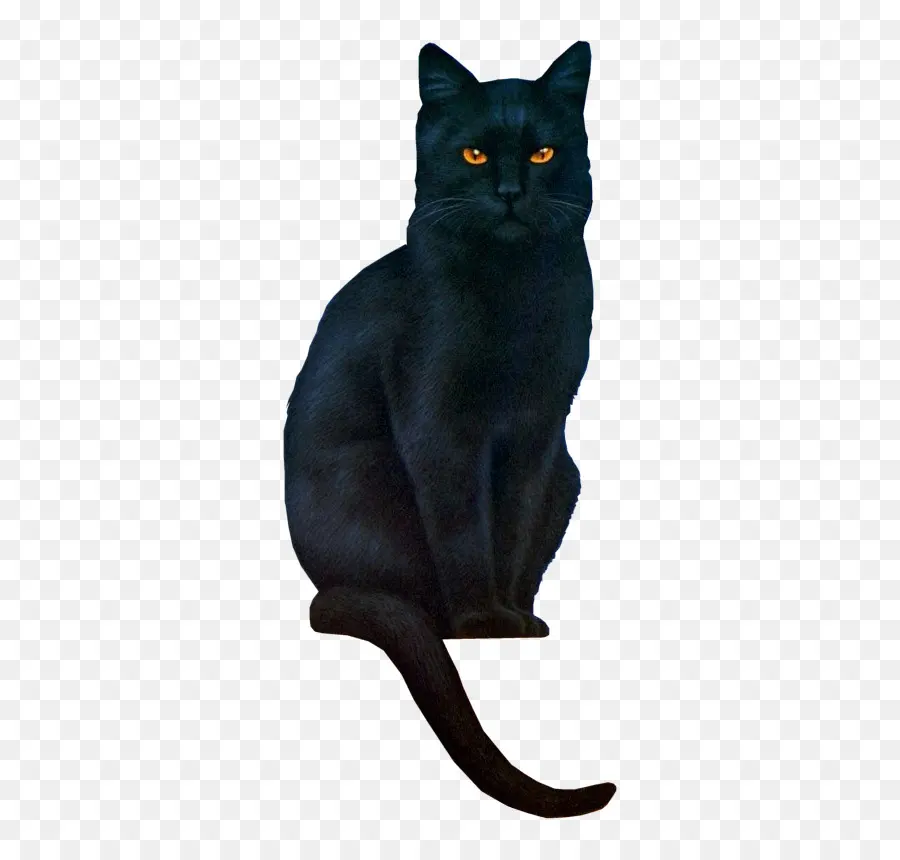 Chat Noir，Chat PNG