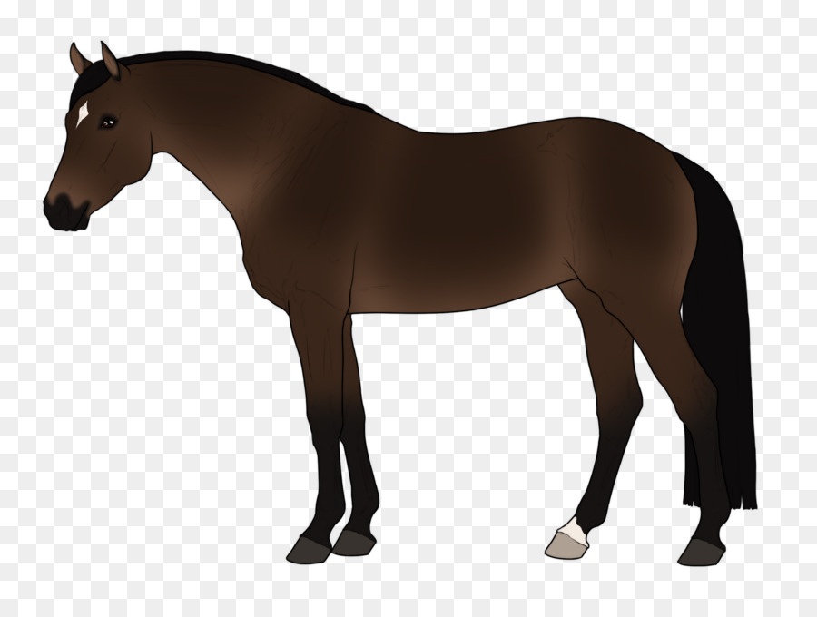 Cheval，équidé PNG