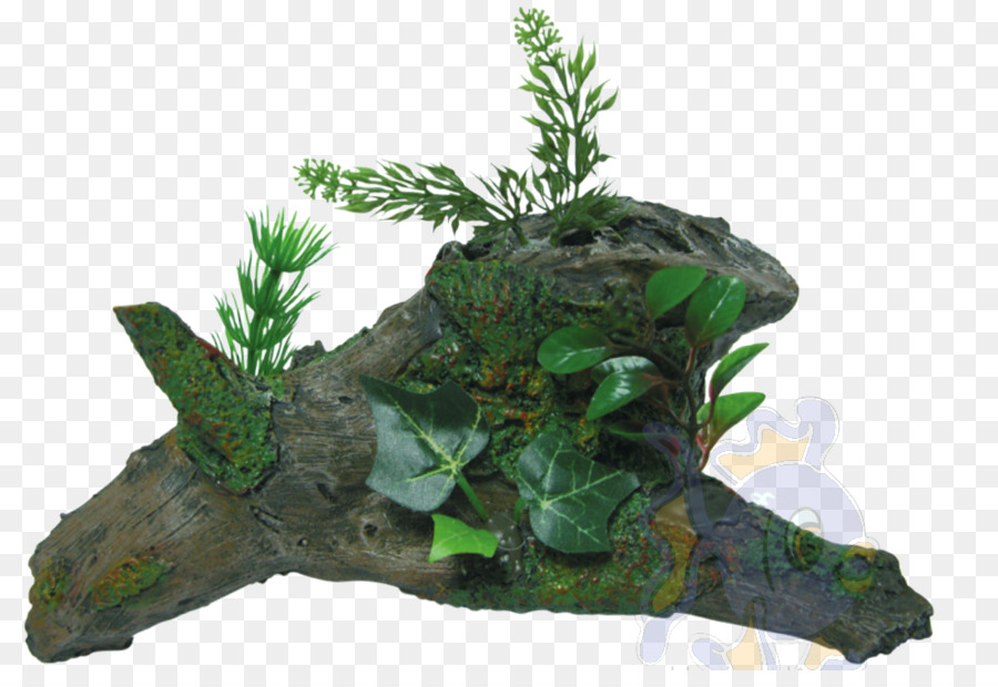 Arbre，Aquarium PNG