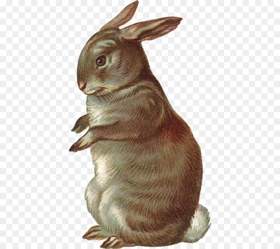 Lapin，Fourrure PNG