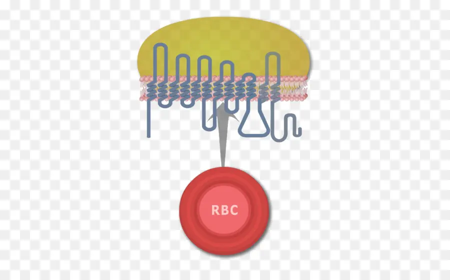 Globule Rouge，Membrane Cellulaire PNG