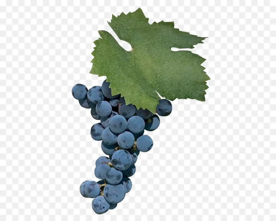 Raisins，Violet PNG