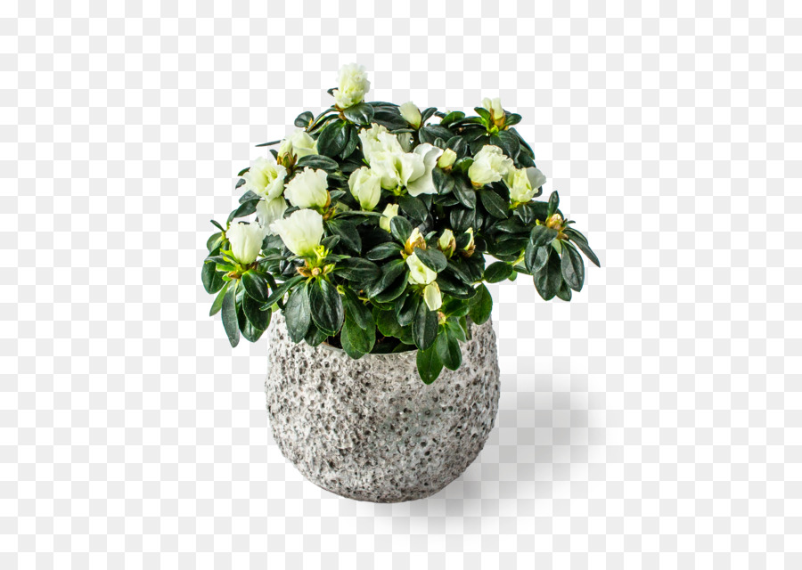 Plante En Pot，Fleur PNG