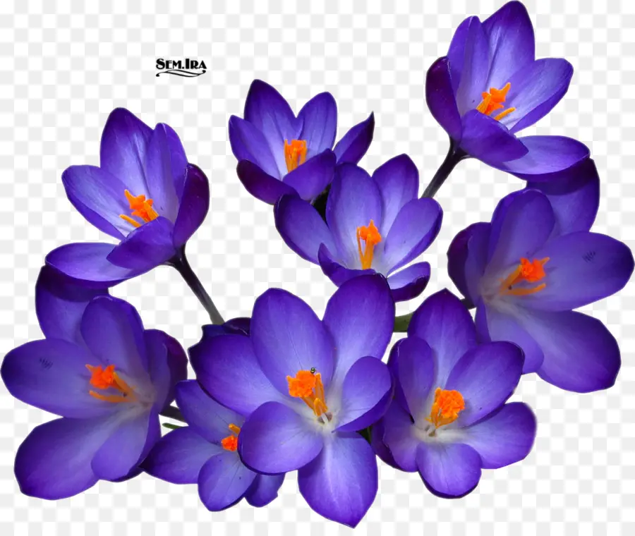 Crocus，Crocus D Automne PNG