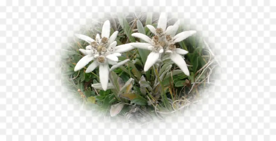 Fleurs D'edelweiss，Alpin PNG