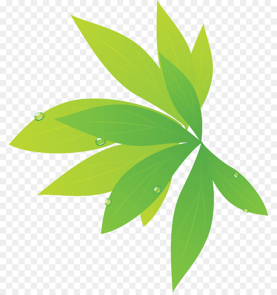 Feuille Verte，Gouttelettes D'eau PNG