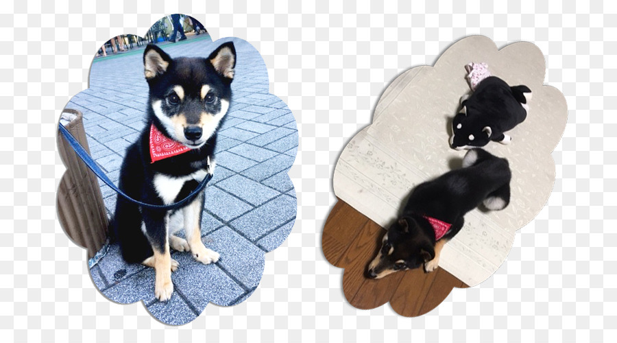 Race De Chien，Le Shiba Inu PNG