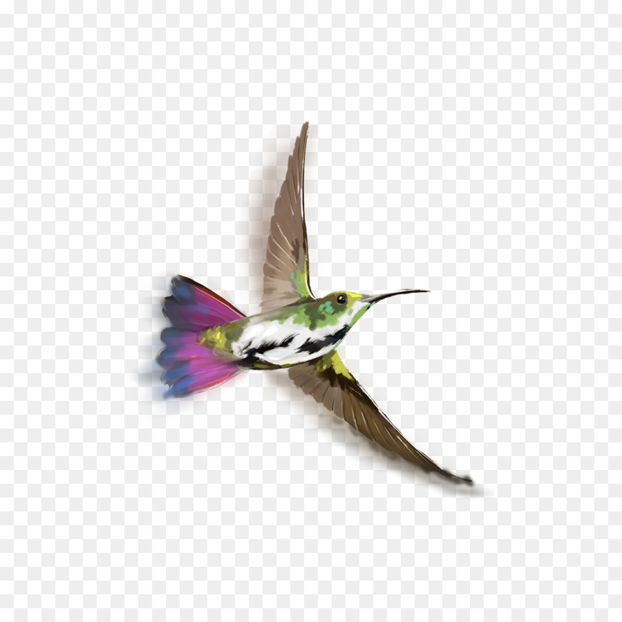 Colibri，Oiseau PNG