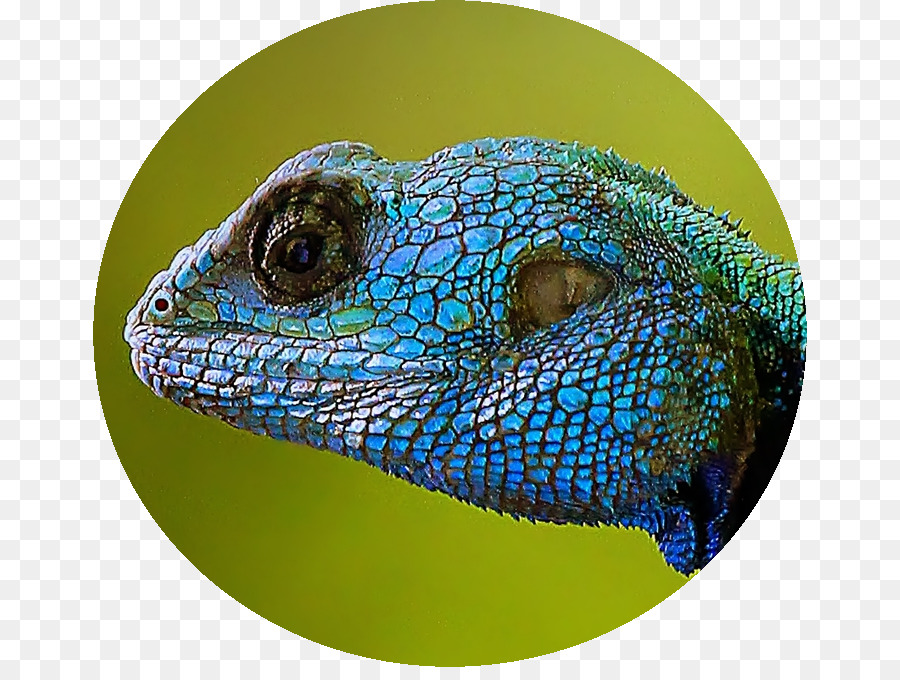 Les Iguanes，Lézard PNG