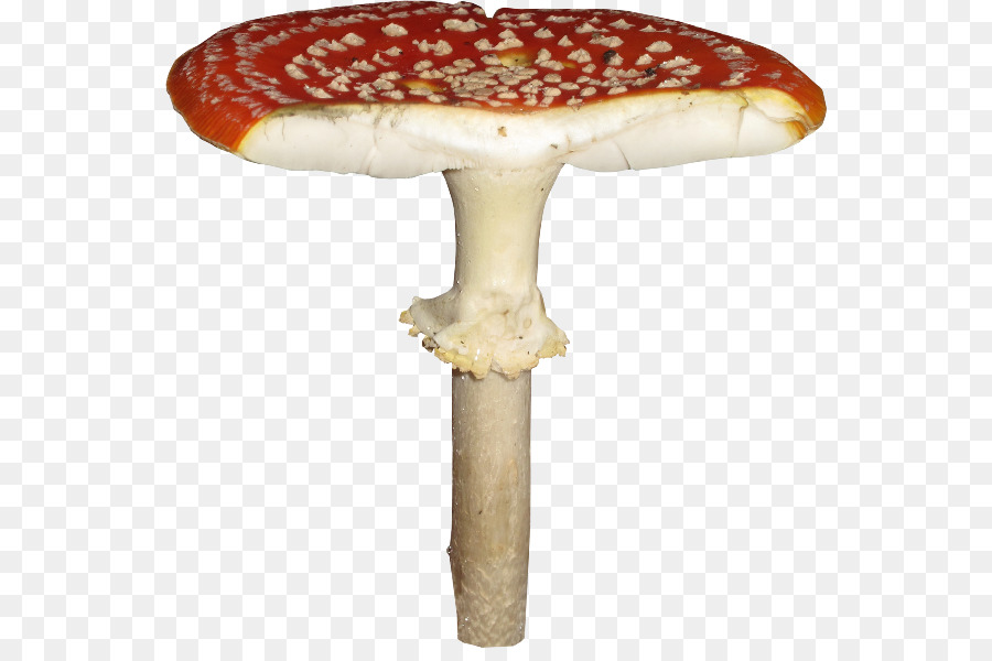 Champignons，2403 Nombre PNG