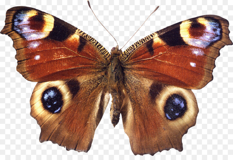 Brushfooted Papillons，Papillon PNG