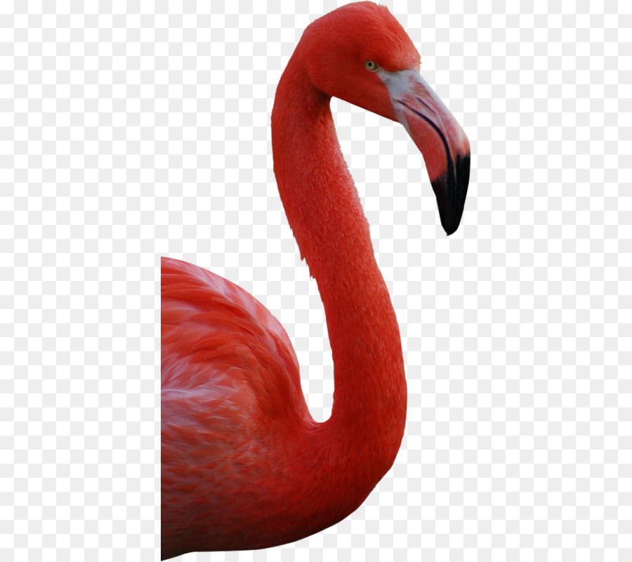 Flamant，Rose PNG