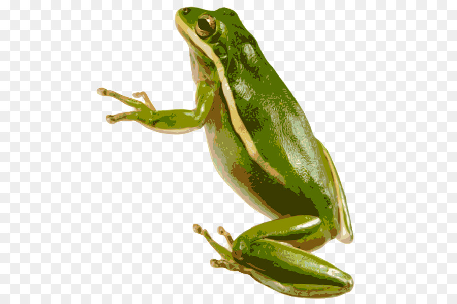 Grenouille，American Tree Frog Vert PNG