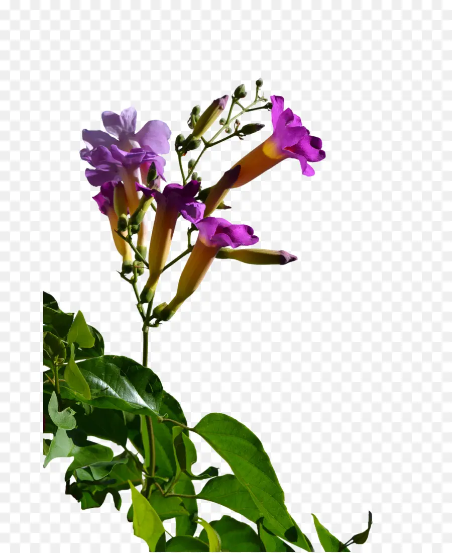 Fleurs Violettes，Fleurs PNG