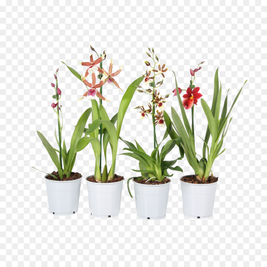 Plantes D'orchidées，Fleurs PNG