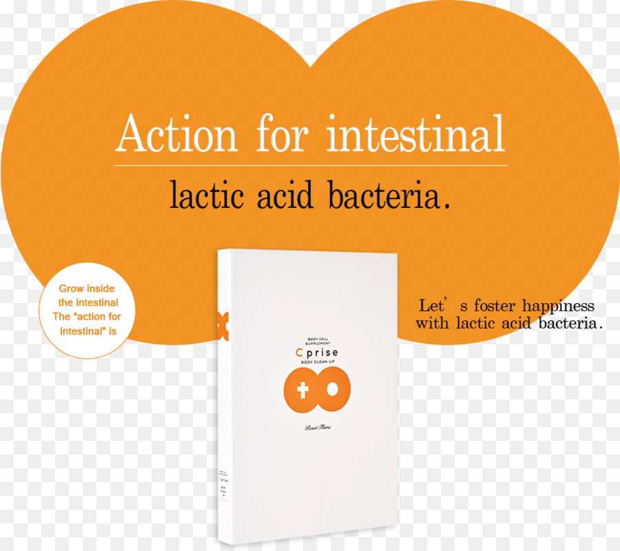 Lactobacillales，Bactéries De L Acide Lactique PNG