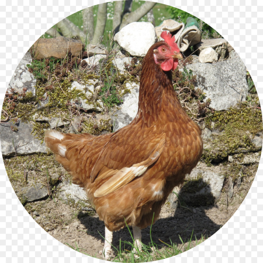 Coq，La Faune PNG