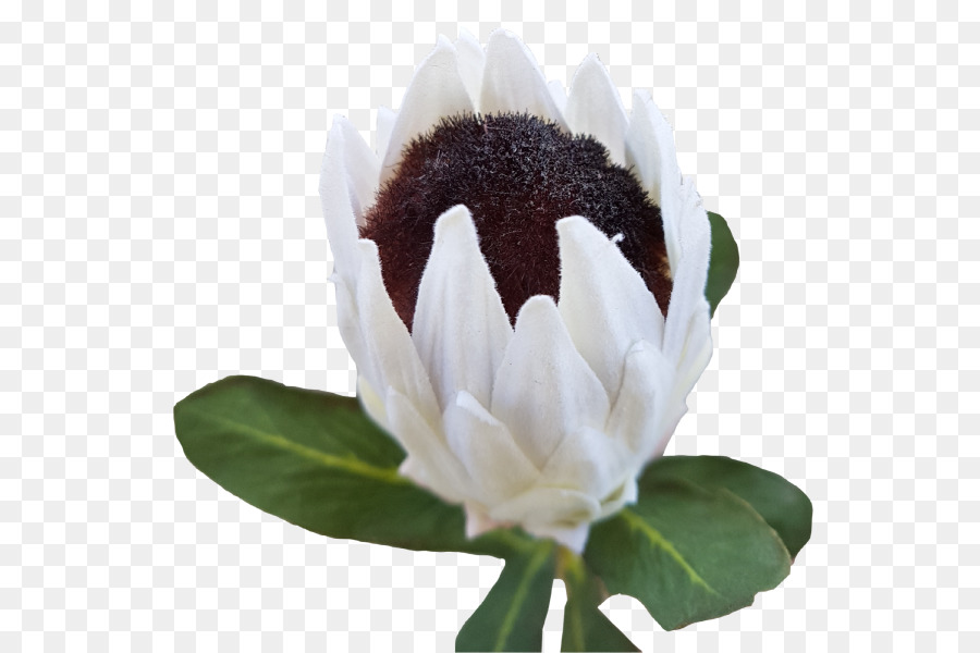 La Floraison De La Plante，Plante PNG