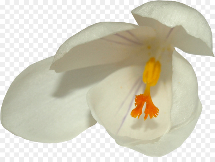 Teigne Des Orchidées，Les Orchidées PNG
